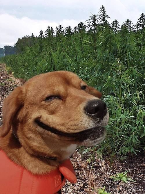 stoner-dog.jpg