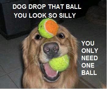 DOG DROP THAT BALL YOU LOOK SO SILLY YOU ONLY NEED ONE BALL