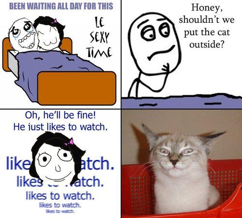 BEEN WAITING ALL DAY FOR THIS LE SEXY TIME Honey shouldn't we put the cat outside? Oh, he'll be fine! He just likes to watch. likes to watch likes to watch
