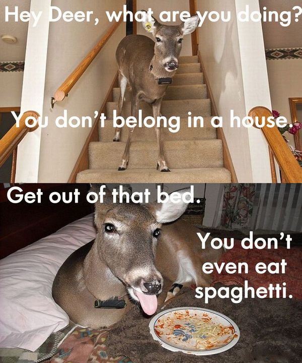 Hey Deer, what are you doing? You don't belong in a house. Get out of that bed. You don't even eat spaghetti.