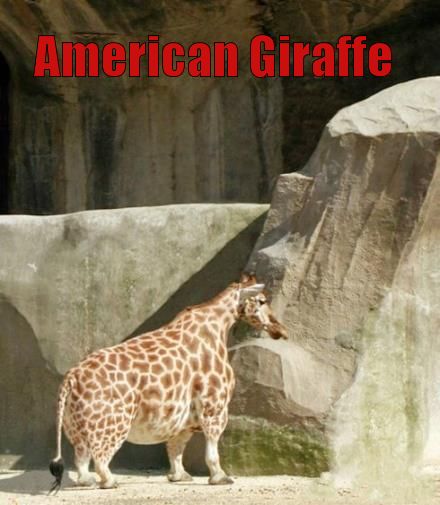 American Giraffe