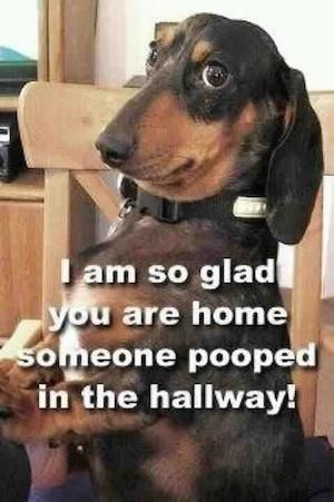 I am so glad you are home someone pooped in the hallway!