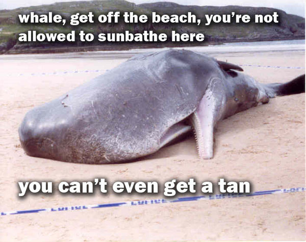 whale, get off the beach, you're not allowed to sunbathe here you can't even get a tan