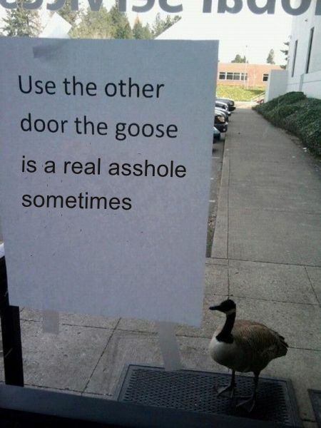 Use the other door the goose is a real asshole sometimes