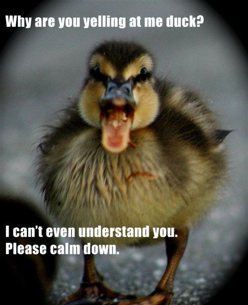 Why are you yelling at me duck? I can't even understand you. Please calm down.