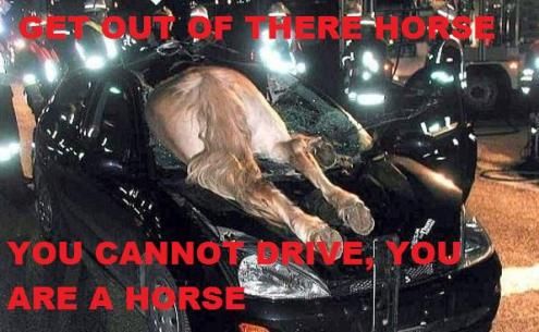 GET OUT OF THERE HORSE YOU CANNOT DRIVE, YOU ARE A HORSE