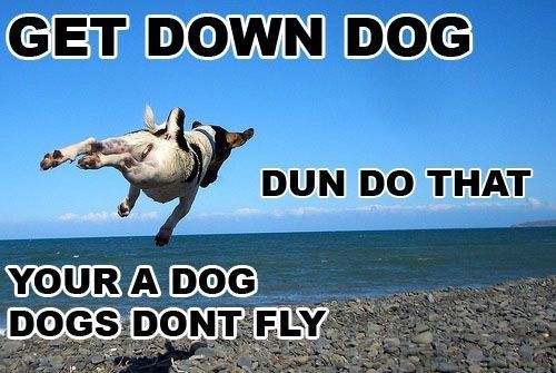 GET DOWN DOG DUN DO THAT YOUR A DOG DOGS DONT FLY