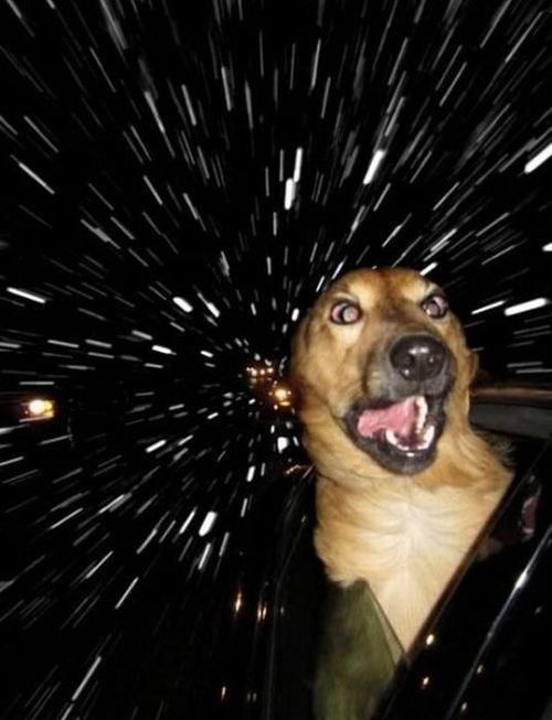 _hurr_dog