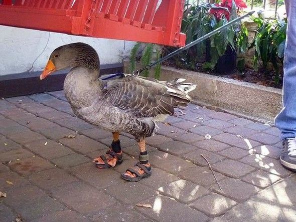 walk the duck