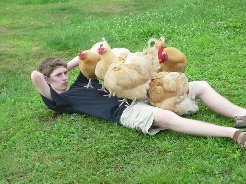awkward chicken photo