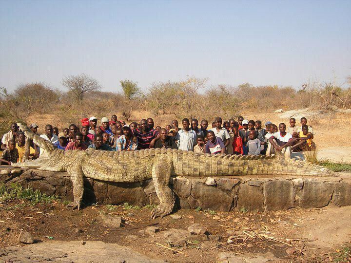 giant alligator africa