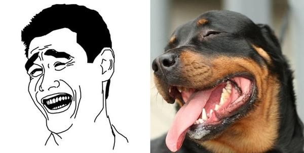 yao mings dog