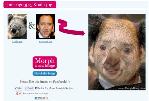 Koala.jpg & nic cage.jpg Morph a new image