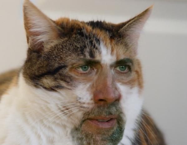 nicolas cage cat