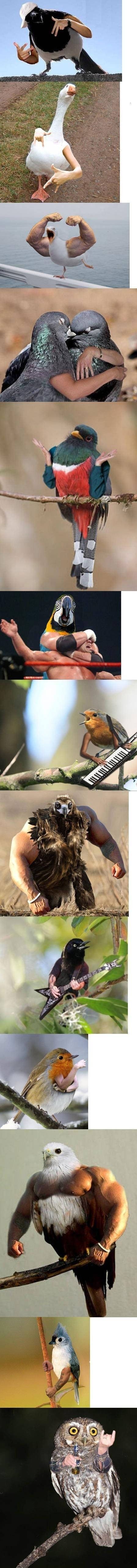 birds with hands