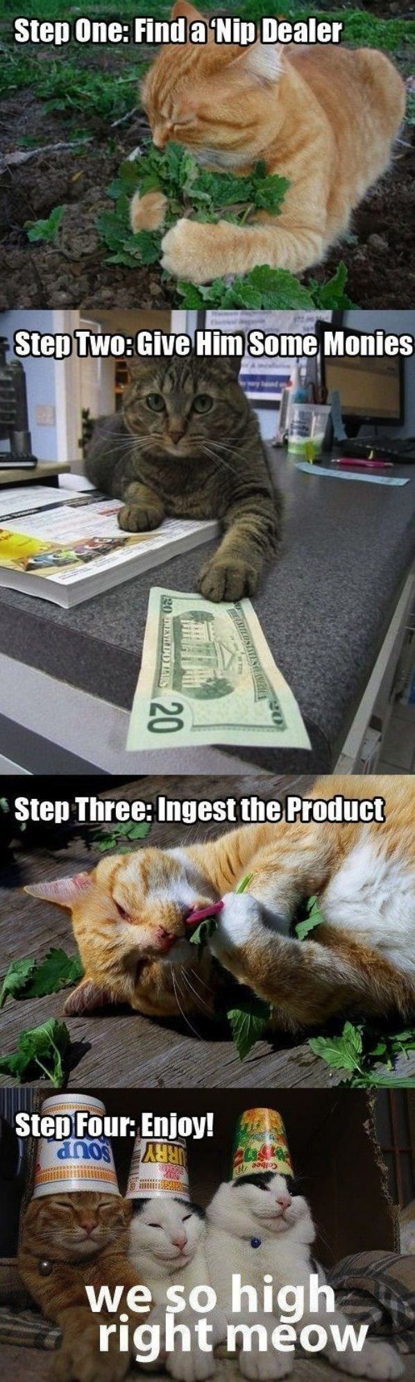 Step One: Find a 'Nip Dealer
 Step Two: Give Him Some Monies
 Step Three: Ingest the Product
 Step Four: Enjoy!
 we so high right meow