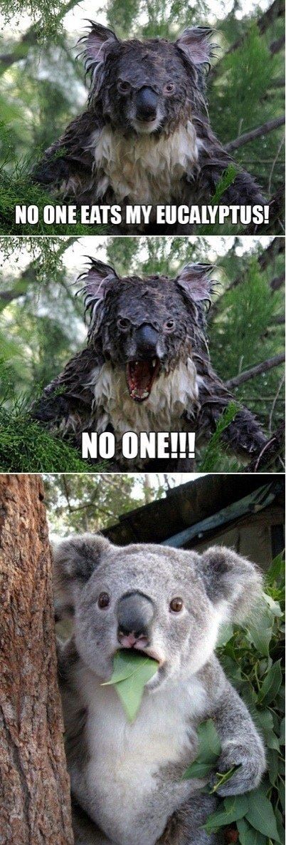 NO ONE EATS MY EUCALYPTUS! NO ONE!!!