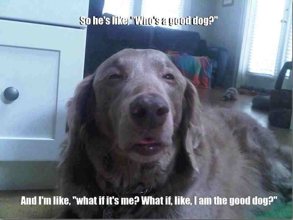 So he's like 'Who's a good dog?' And I'm like, 'what if it's me? What if, like, I am the good dog?'