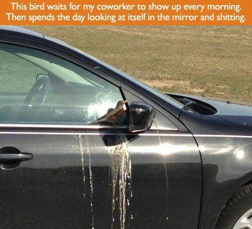 This bird waits for my coworker to show up every morning. Then spends the day looking at itself in the mirror and shitting.