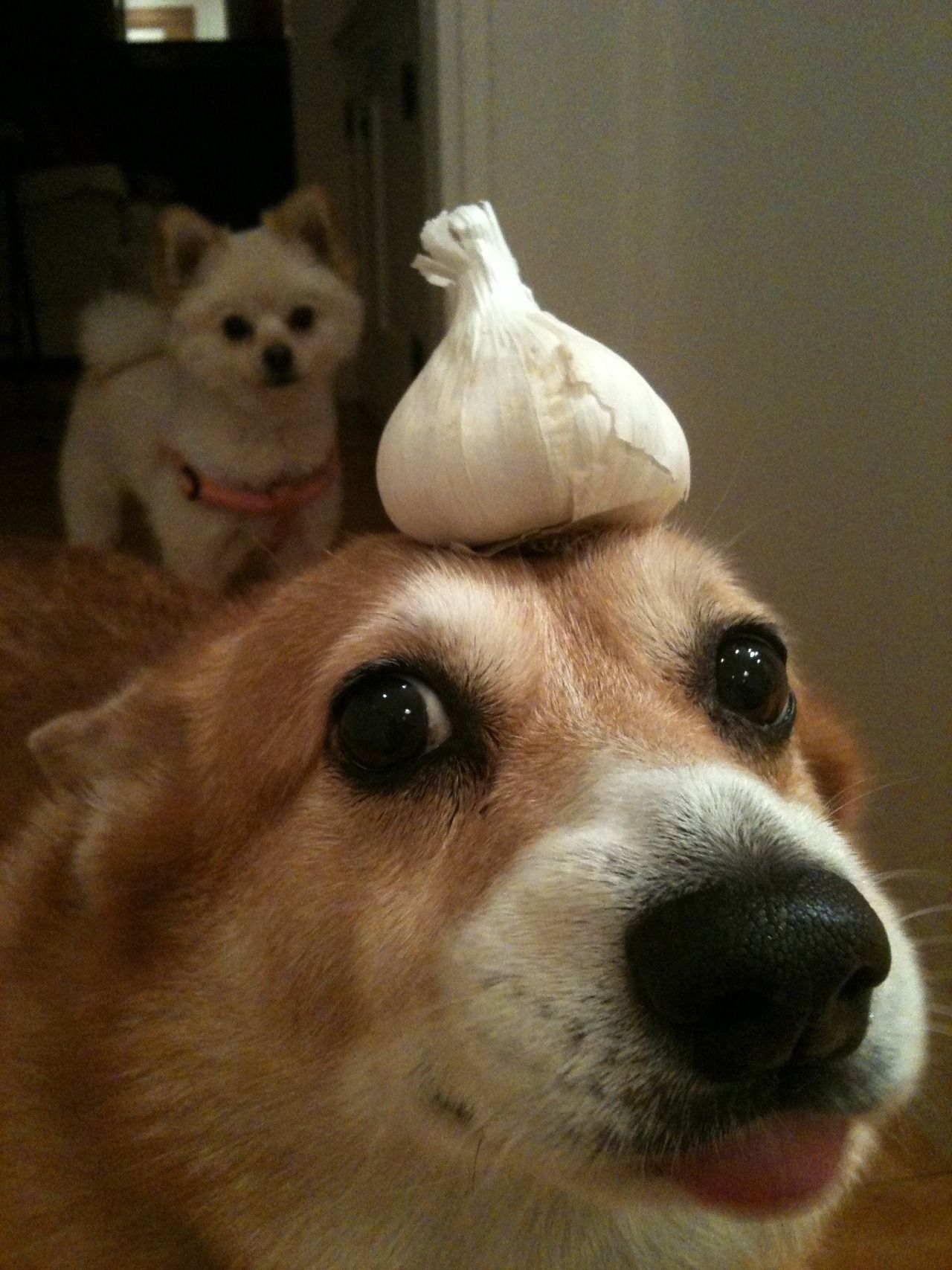 dog nonsense