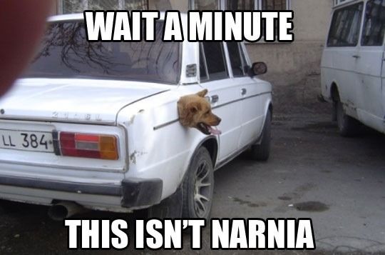WAIT A MINUTE THIS ISN'T NARNIA
