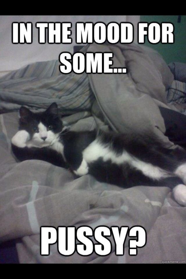 IN THE MOOD FOR SOME... PUSSY?