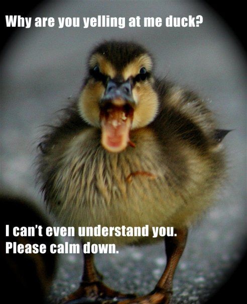 Why are you yelling at me duck? I can't even understand you. Please ...