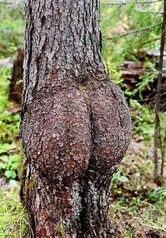 _ass_tree