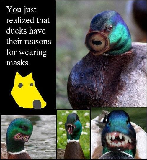 You just realized that ducks have their reasons for wearing masks.