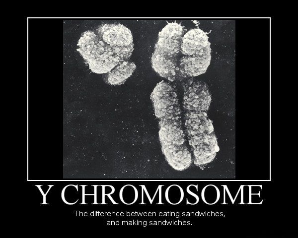 Y CHROMOSOME The difference between eating sandwiches, and making sandwiches.