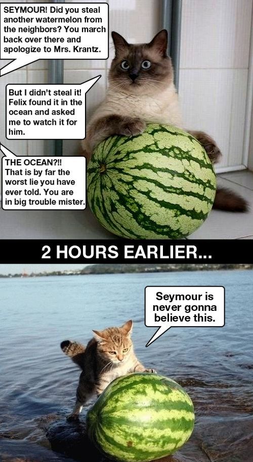 SEYMOUR! Did you steal another watermelon from the neighbors? You march back over there and apologize to Mrs. Krantz. But I didn't steal it! Felix found it in the ocean and asked me to watch it for him. THE OCEAN?!!