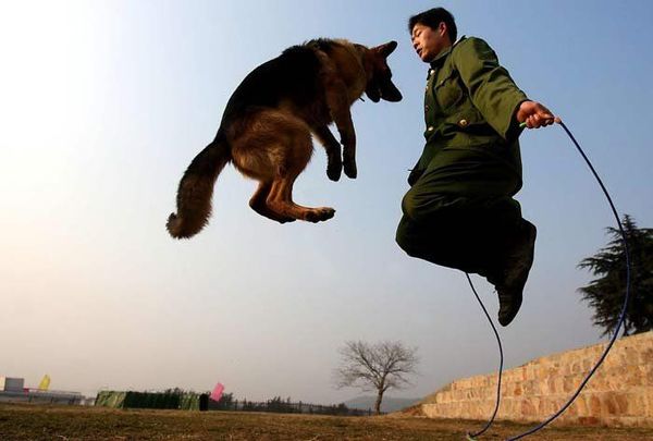 _jumping_dog