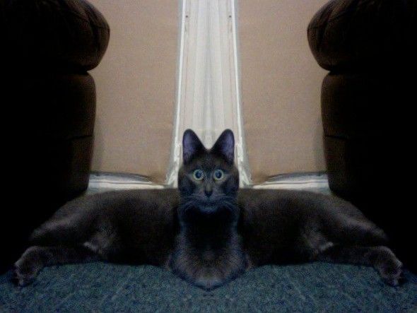 _mirror_cat