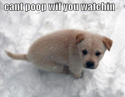 cant poop wif you watchin