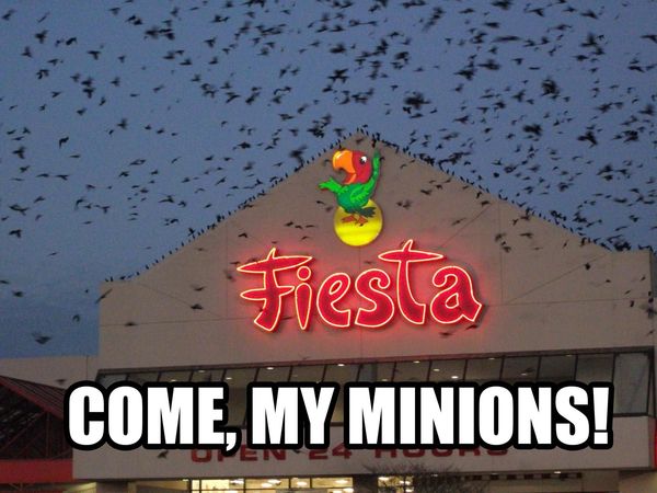 Fiesta COME, MY MINIONS!