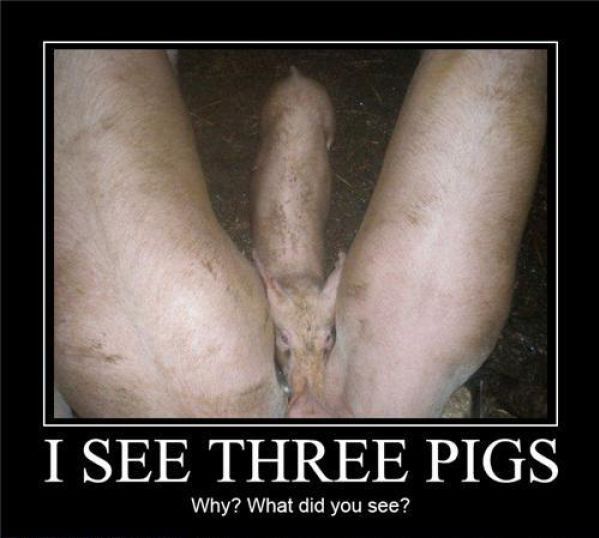 I SEE THREE PIGS Why? What did you see?