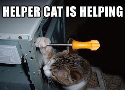 HELPER CAT IS HELPING