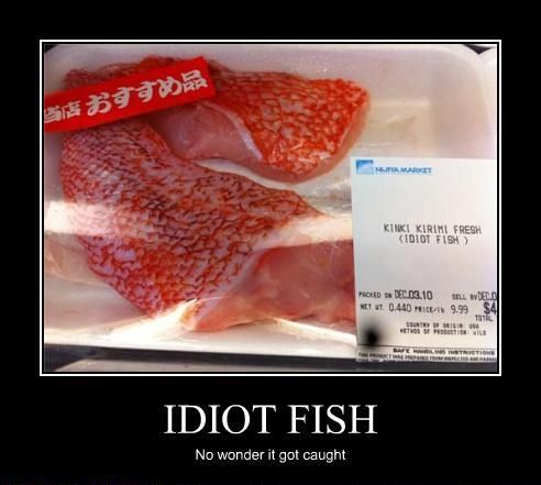 KINKI KIRIMI FRESH (IDIOT FISH)