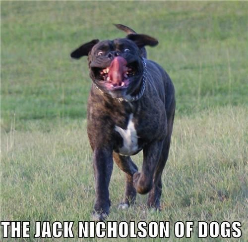 THE JACK NICHOLSON OF DOGS