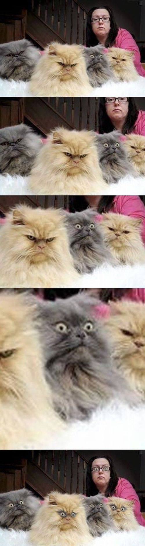 lolcats photobomb