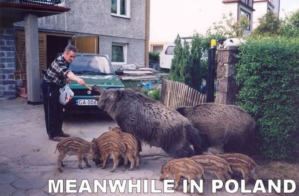 MEANWHILE IN POLAND