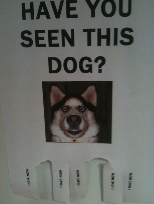 HAVE YOU SEEN THIS DOG? I HAVE NOW