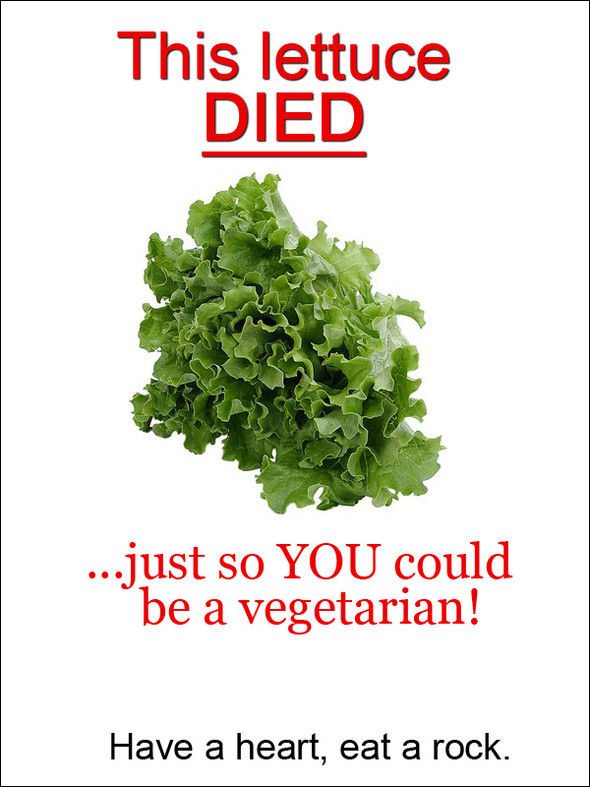 This lettuce DIED ...just so YOU could be a vegetarian! Have a heart, eat a rock.