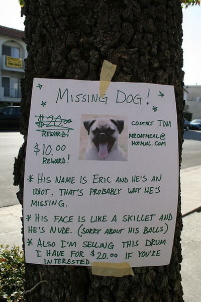 MISSING DOG! $20.00 REWARD! $10.00 REWARD! * HIS NAME IS ERIC AND HE'S AN IDIOT. THAT'S PROBABLY WHY HE'S MISSING.