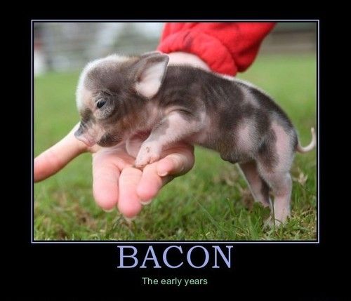 BACON The early years