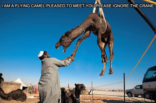 I AM A FLYING CAMEL PLEASED TO MEET YOU PLEASE IGNORE THE CRANE
