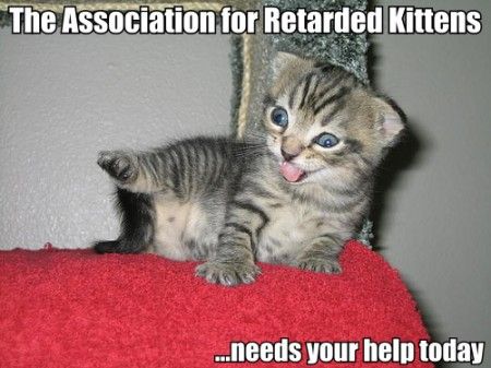 The Association for Retarded Kittens ...needs your help today
