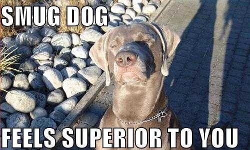 SMUG DOG FEELS SUPERIOR TO YOU