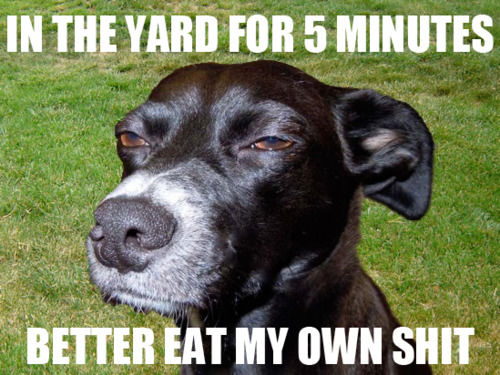 IN THE YARD FOR 5 MINUTES BETTER EAT MY OWN SHIT