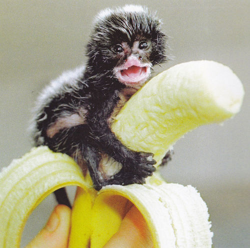 banana hug